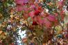 dsc_4244_t1.jpg