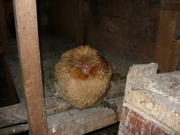 4x4-3D-201100014.jpg