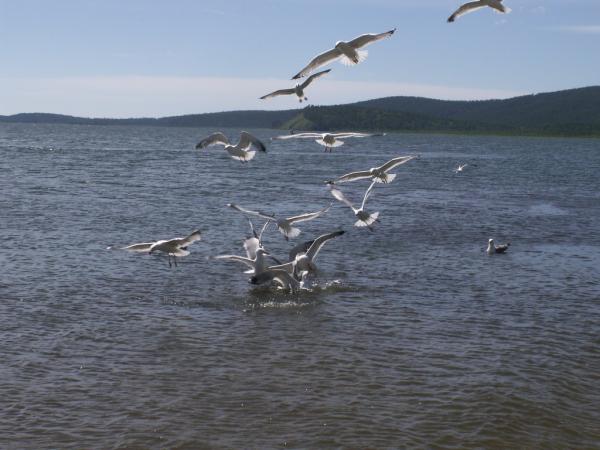 baykal2010_00064.jpg
