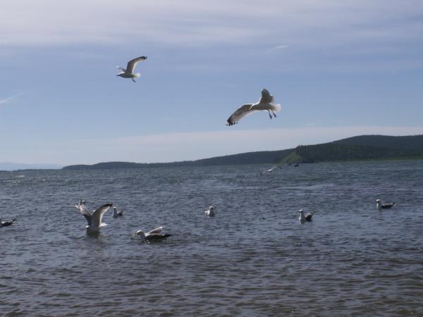 baykal2010_00065.jpg