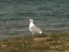 baykal2010_00246_t1.jpg