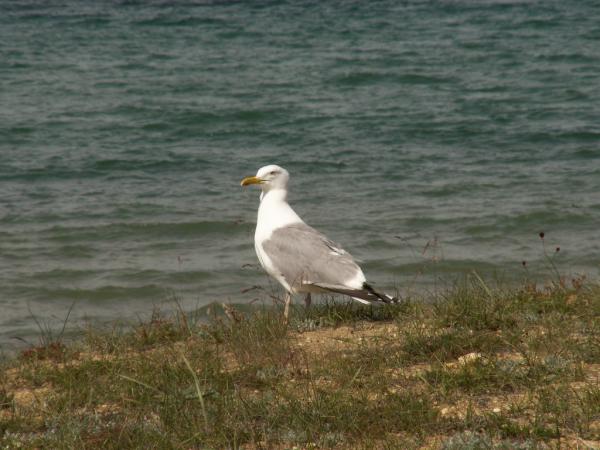 baykal2010_00246.jpg