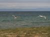 baykal2010_00247_t1.jpg
