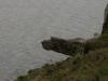 baykal2010_00269_t1.jpg