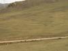 baykal2010_00289_t1.jpg