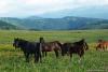 saygonosh-16-20-11_0000040_t1.jpg