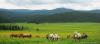 saygonosh-16-20-11_0000107_t1.jpg