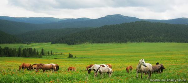saygonosh-16-20-11_0000107.jpg