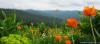 saygonosh-16-20-11_0000109_t1.jpg