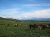 saygonosh-16-20-11_0000122_t1.jpg
