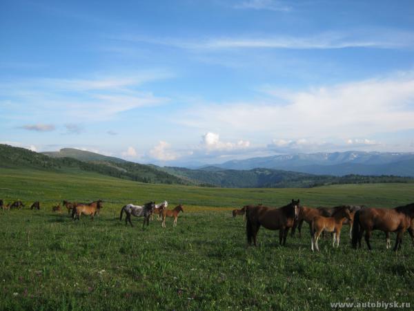 saygonosh-16-20-11_0000122.jpg