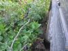saygonosh-16-20-11_0000128_t1.jpg