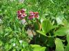 saygonosh-16-20-11_0000145_t1.jpg