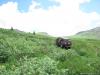 saygonosh-16-20-11_0000181_t1.jpg