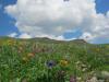 saygonosh-16-20-11_0000187_t1.jpg