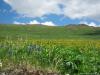 saygonosh-16-20-11_0000194_t1.jpg