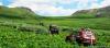 saygonosh-16-20-11_0000196_t1.jpg