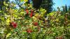 karagu-kuzia_0000031_t1.jpg