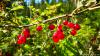 karagu-kuzia_0000032_t1.jpg
