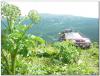bagatash_00139_t1.jpg