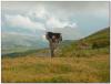 bagatash_00146_t1.jpg