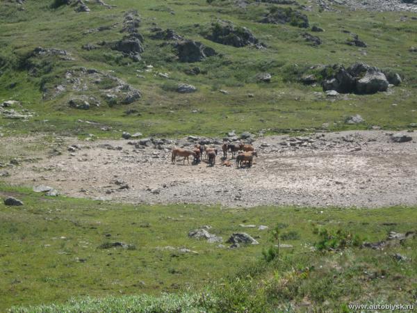 saygonosh-2012_000033.jpg