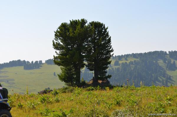 saygonosh-2012_000040.jpg