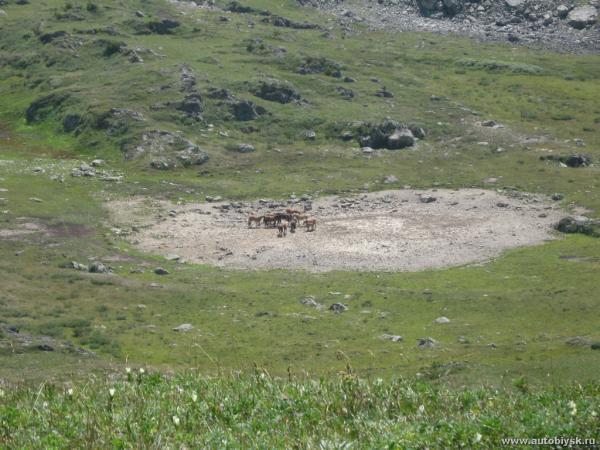 saygonosh-2012_000087.jpg