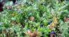 oskin_lake-2012_000109_t1.jpg