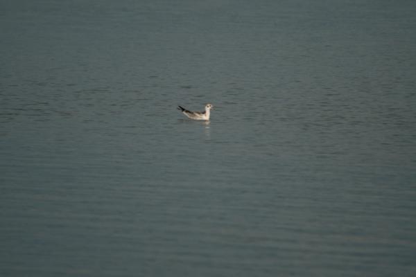 fest-2012_0129.JPG