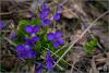 p4203918_t1.jpg
