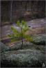 p4203928_t1.jpg