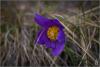 p4203929_t1.jpg